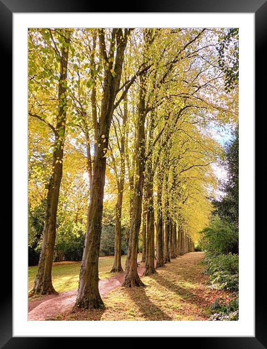 Experience the Golden Glow of Lady Lucy's Walk Framed Mounted Print by Peter Lewis