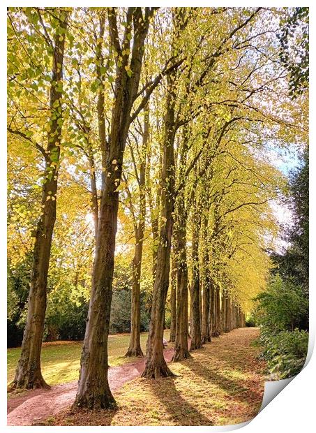 Experience the Golden Glow of Lady Lucy's Walk Print by Peter Lewis
