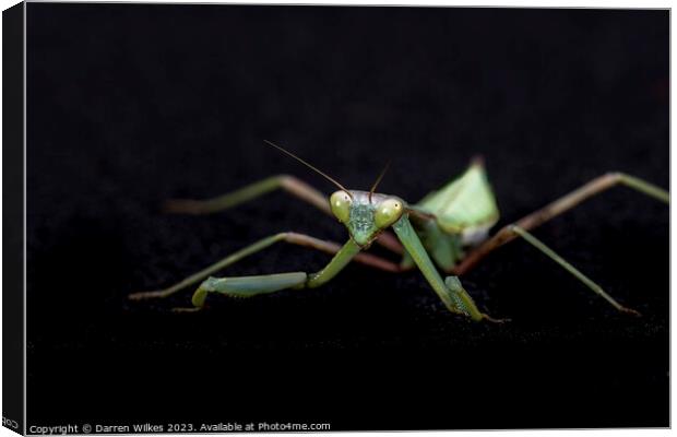 Majestic Praying Mantis Canvas Print by Darren Wilkes