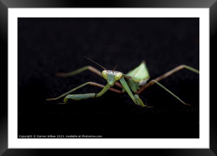 Majestic Praying Mantis Framed Mounted Print by Darren Wilkes