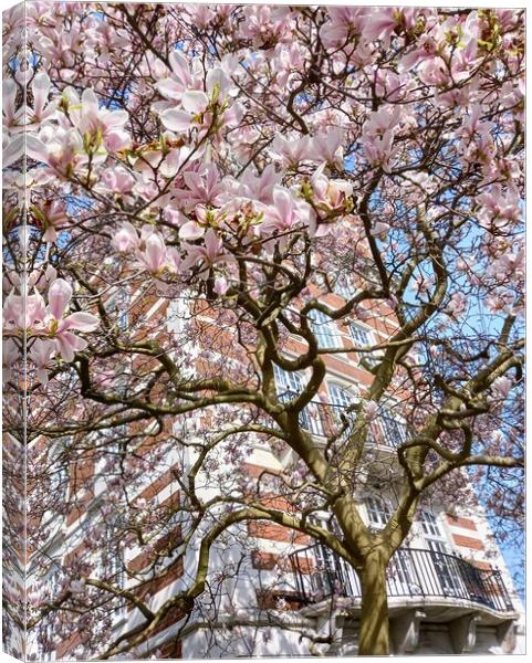 The enchanting Magnolia Tree of St John's Wood Canvas Print by Peter Lewis