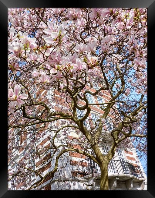 The enchanting Magnolia Tree of St John's Wood Framed Print by Peter Lewis