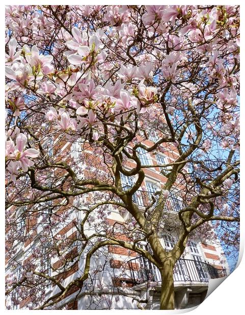 The enchanting Magnolia Tree of St John's Wood Print by Peter Lewis
