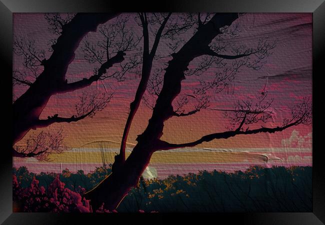 Forest Sun Set 02  Framed Print by Glen Allen