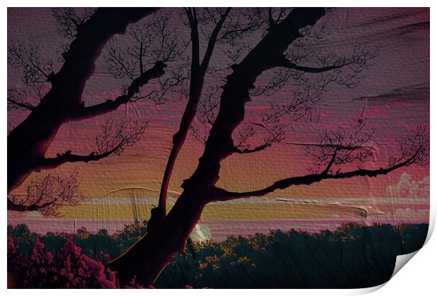 Forest Sun Set 02  Print by Glen Allen