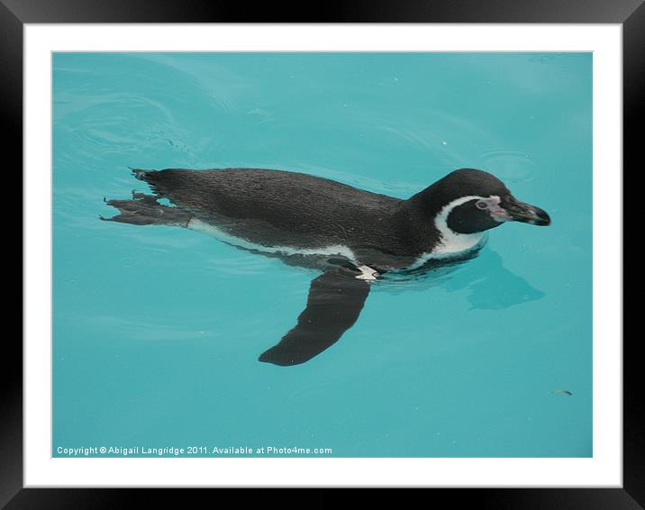 Penguin Framed Mounted Print by Abigail Langridge