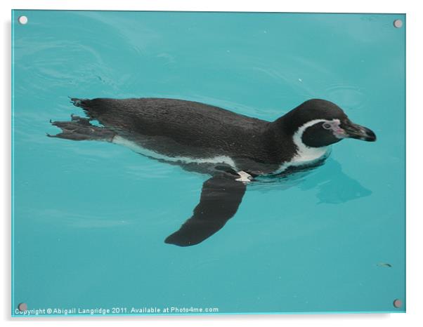 Penguin Acrylic by Abigail Langridge