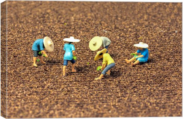 The Magical World of Tiny Rice Farmers Canvas Print by Steve Purnell
