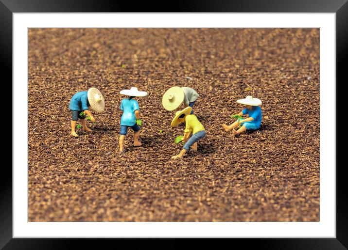 The Magical World of Tiny Rice Farmers Framed Mounted Print by Steve Purnell