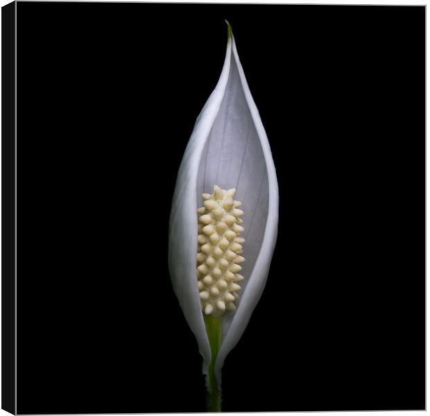 Protected - Peace Lily flower portrait Canvas Print by Martin Williams