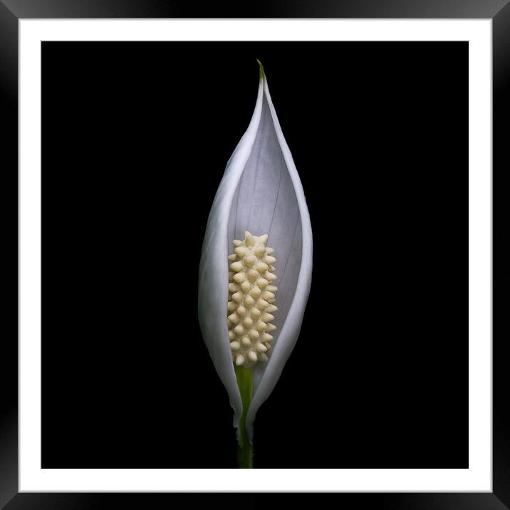 Protected - Peace Lily flower portrait Framed Mounted Print by Martin Williams