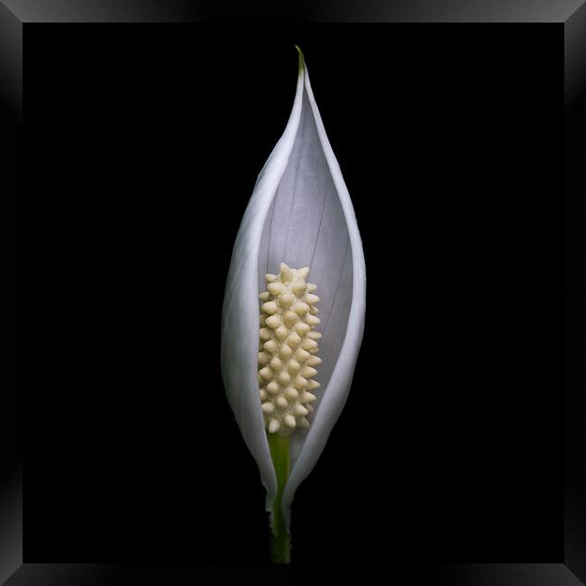Protected - Peace Lily flower portrait Framed Print by Martin Williams