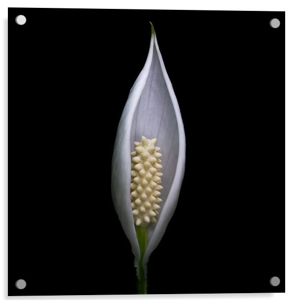 Protected - Peace Lily flower portrait Acrylic by Martin Williams