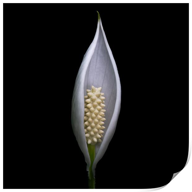 Protected - Peace Lily flower portrait Print by Martin Williams