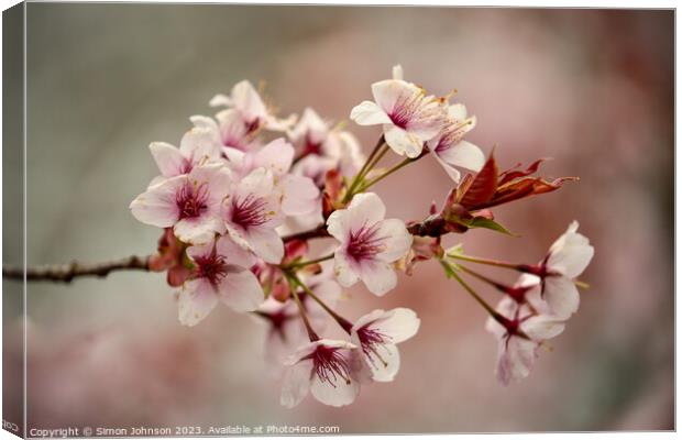 Cherry Blossom Canvas Print by Simon Johnson