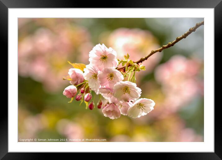 suinlit blossom Framed Mounted Print by Simon Johnson