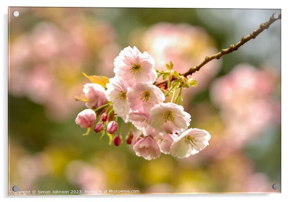 suinlit blossom Acrylic by Simon Johnson