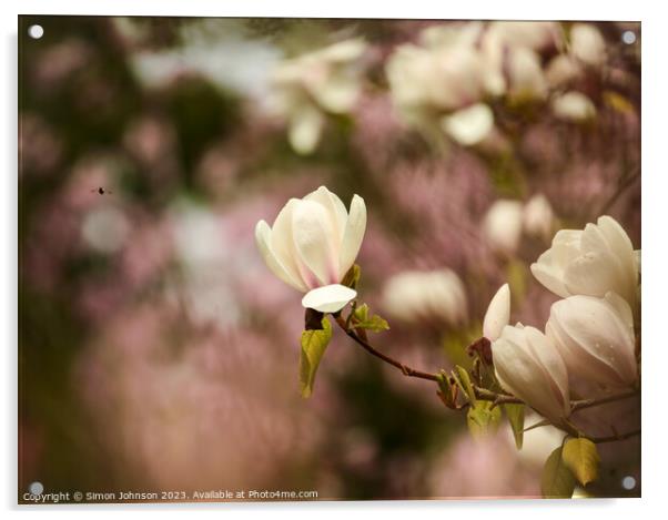 Magnolia flower Acrylic by Simon Johnson