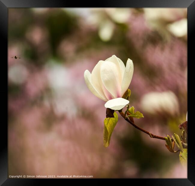spring Magnolia flower Framed Print by Simon Johnson