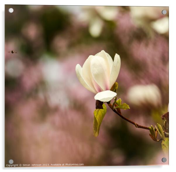 spring Magnolia flower Acrylic by Simon Johnson