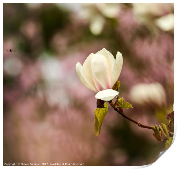 spring Magnolia flower Print by Simon Johnson
