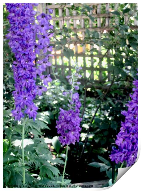 More delphiniums Print by Stephanie Moore