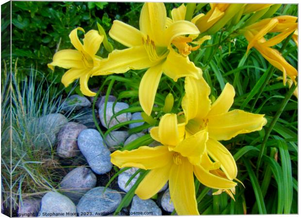 Yellow lilies Canvas Print by Stephanie Moore