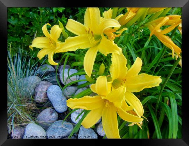 Yellow lilies Framed Print by Stephanie Moore
