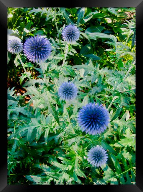 Blue Allium Framed Print by Stephanie Moore