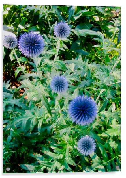 Blue Allium Acrylic by Stephanie Moore