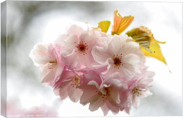Wind blown Cherry Blossom Canvas Print by Simon Johnson