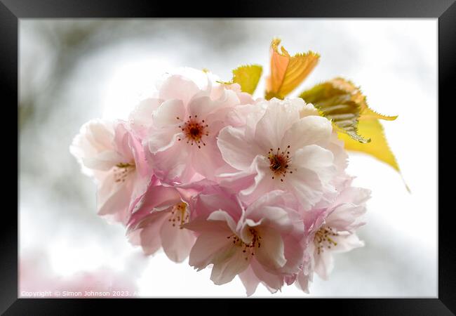 Wind blown Cherry Blossom Framed Print by Simon Johnson