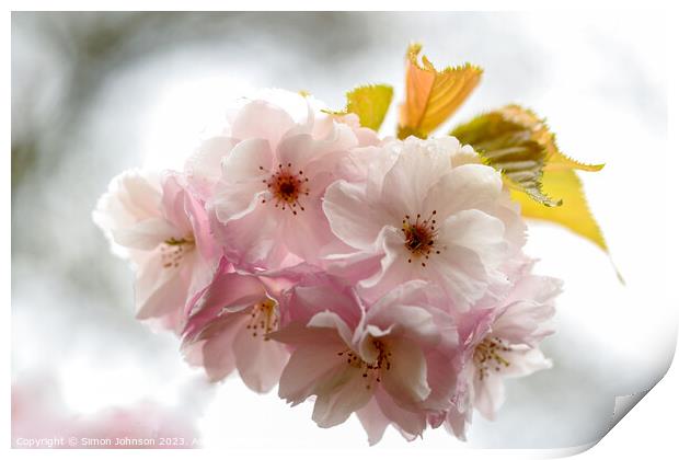 Wind blown Cherry Blossom Print by Simon Johnson