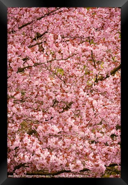 Cherry Blossom Framed Print by Simon Johnson