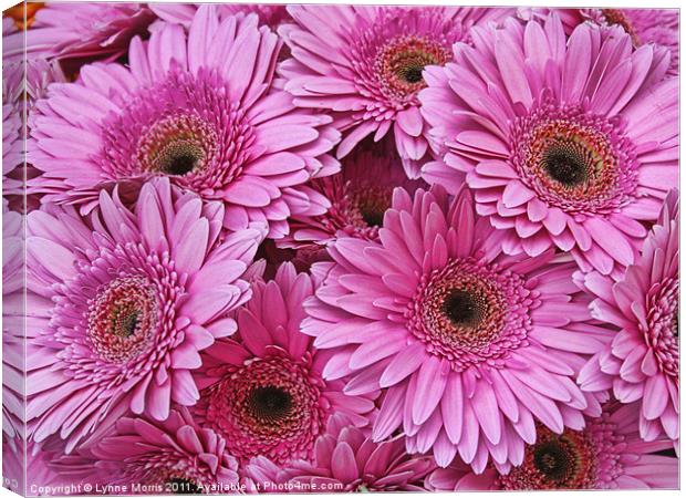 In The Pink Canvas Print by Lynne Morris (Lswpp)
