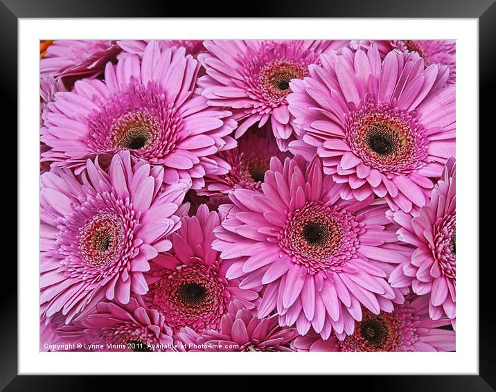 In The Pink Framed Mounted Print by Lynne Morris (Lswpp)