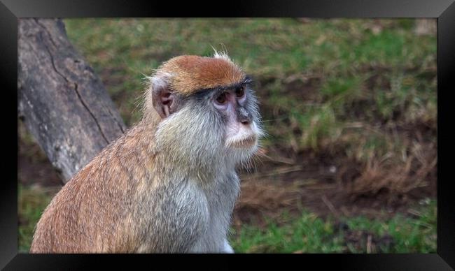 The patas monkey (Erythrocebus patas), also known as the wadi monkey or hussar monkey Framed Print by Irena Chlubna