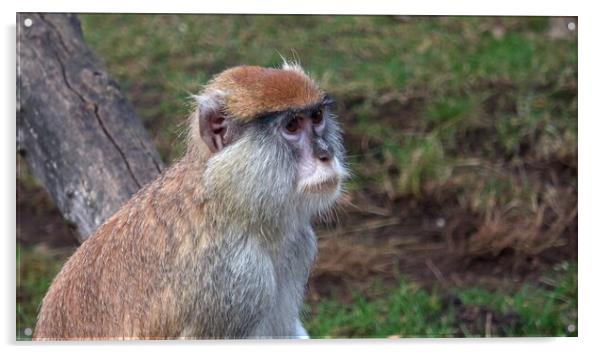 The patas monkey (Erythrocebus patas), also known as the wadi monkey or hussar monkey Acrylic by Irena Chlubna