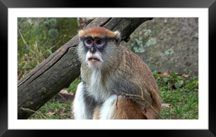 The patas monkey (Erythrocebus patas), also known as the wadi monkey or hussar monkey Framed Mounted Print by Irena Chlubna