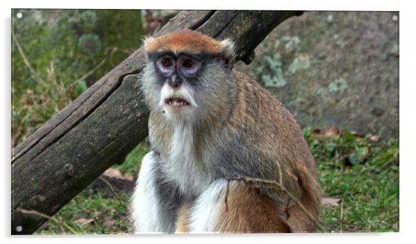 The patas monkey (Erythrocebus patas), also known as the wadi monkey or hussar monkey Acrylic by Irena Chlubna
