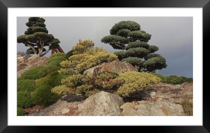 Various perennial plants in a small rockery in a summer garden Framed Mounted Print by Irena Chlubna