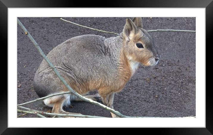 Patagonian mara, Dolichotis patagonum, sitting and resting, watching for danger Framed Mounted Print by Irena Chlubna
