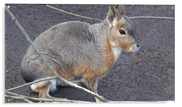 Patagonian mara, Dolichotis patagonum, sitting and resting, watching for danger Acrylic by Irena Chlubna
