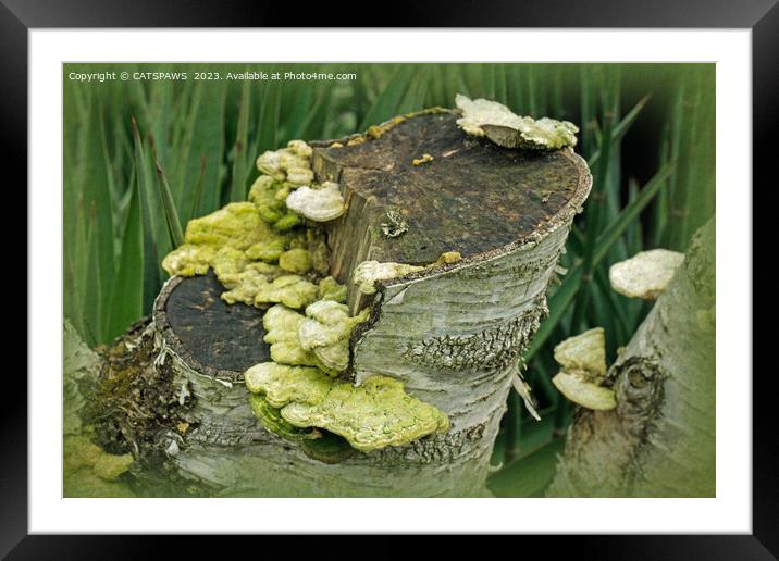FUNGI PORTRAIT Framed Mounted Print by CATSPAWS 