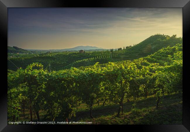 Vineyards of Prosecco at sunset. Valdobbiadene, Italy Framed Print by Stefano Orazzini