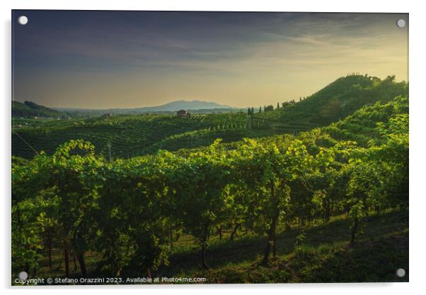 Vineyards of Prosecco at sunset. Valdobbiadene, Italy Acrylic by Stefano Orazzini