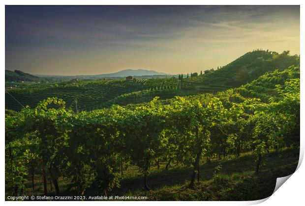 Vineyards of Prosecco at sunset. Valdobbiadene, Italy Print by Stefano Orazzini