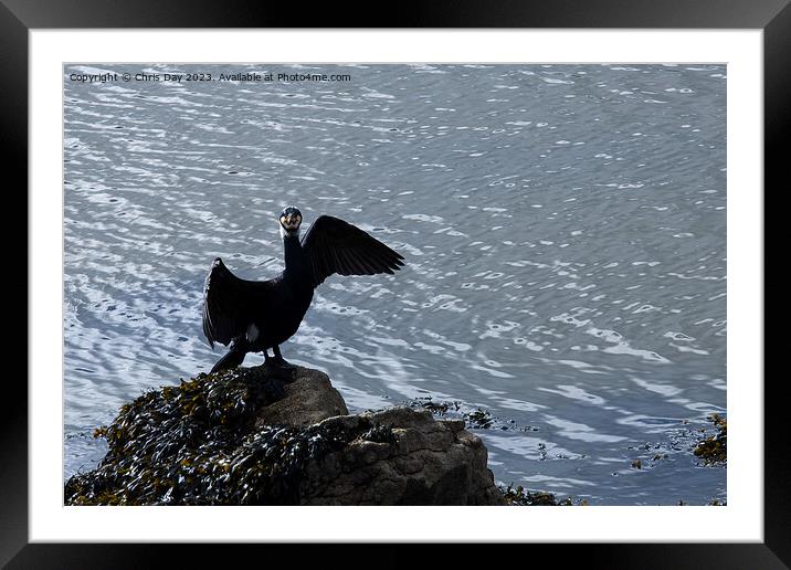 A Posing Cormorant Framed Mounted Print by Chris Day