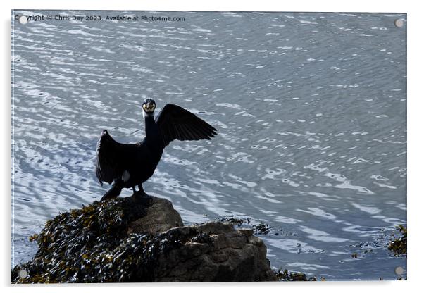 A Posing Cormorant Acrylic by Chris Day