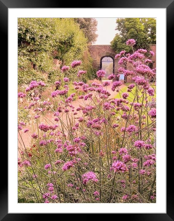 Verbena Sanctuary Framed Mounted Print by Peter Lewis